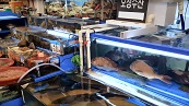 NEW Noryangjin Fish Market